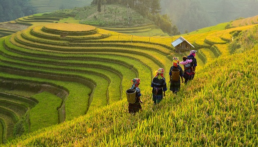 Farmers walking through rice terraces
